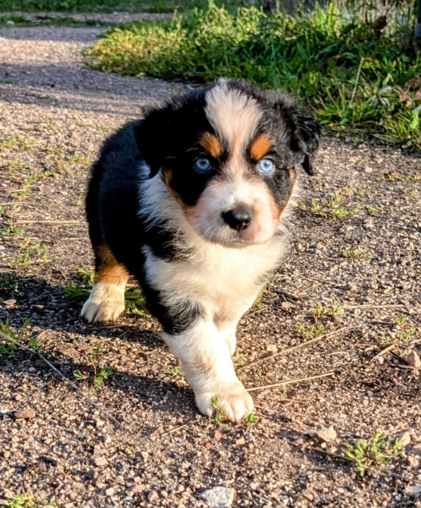 de l'esprit Blanc des Montagnes - Chiots disponibles - Berger Australien