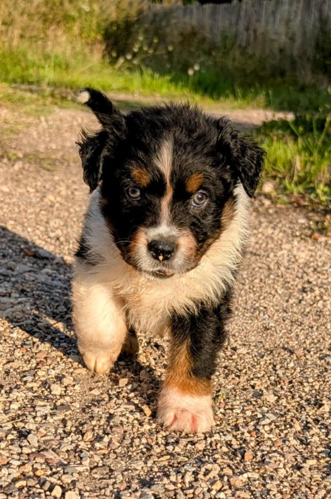 de l'esprit Blanc des Montagnes - Chiots disponibles - Berger Australien