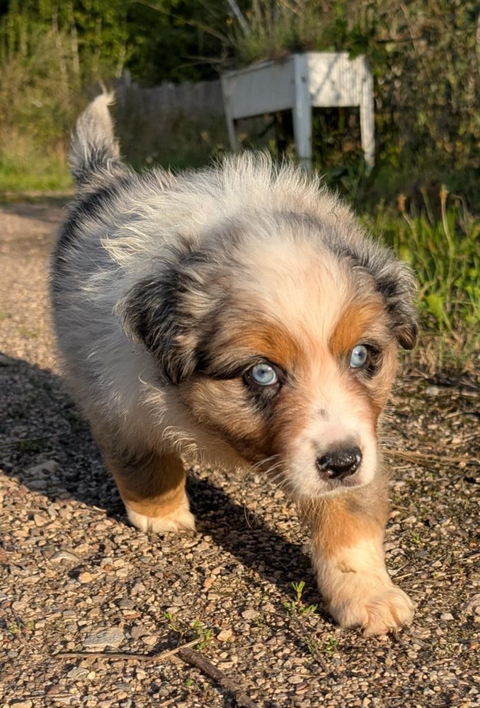de l'esprit Blanc des Montagnes - Chiots disponibles - Berger Australien